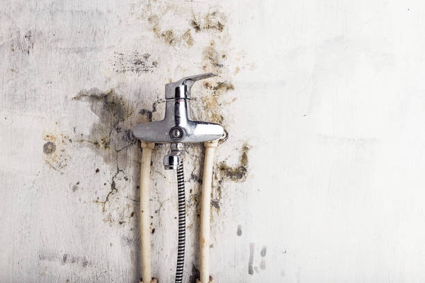 Best Fast Mold Removal  in Searles Valley, CA