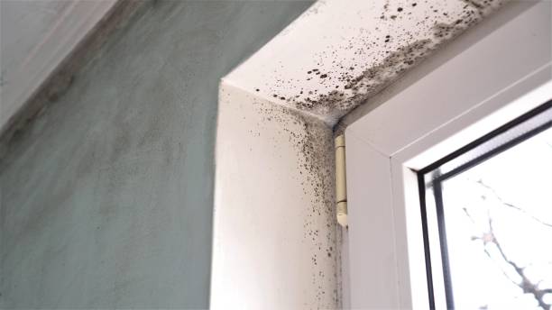 Crawl Space Mold Removal in Searles Valley, CA