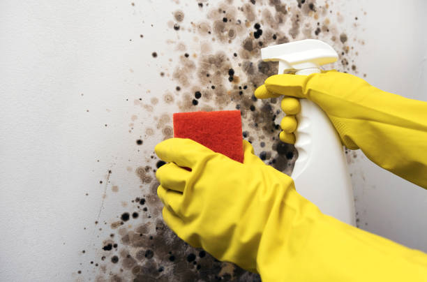 Best Certified Mold Removal  in Searles Valley, CA
